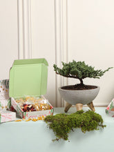 Bonsai de Pino con Infusiones
